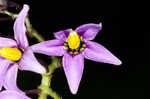 Climbing nightshade